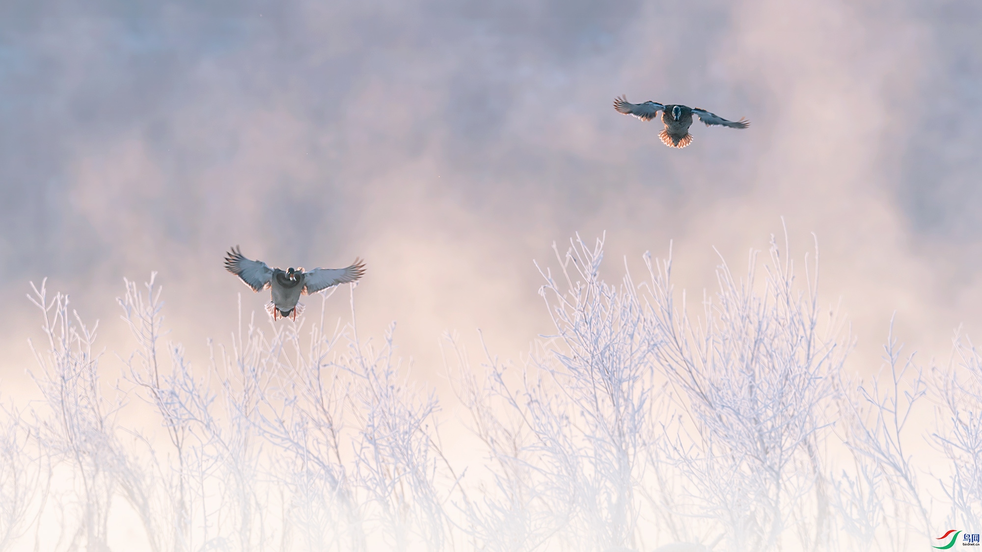 B74I7434-1aa1.jpg