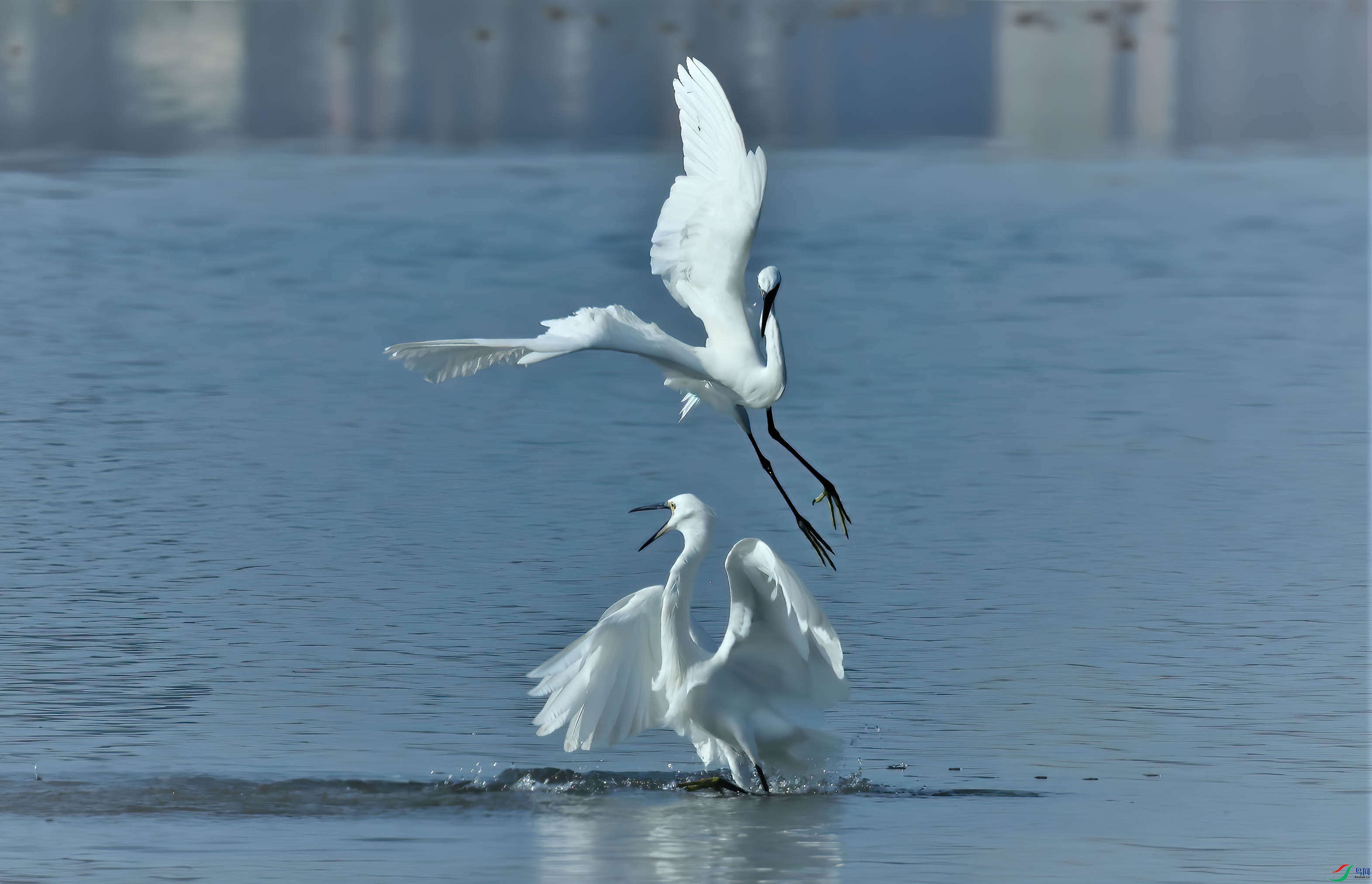 ���������Ҷ������㣬���ߣ���