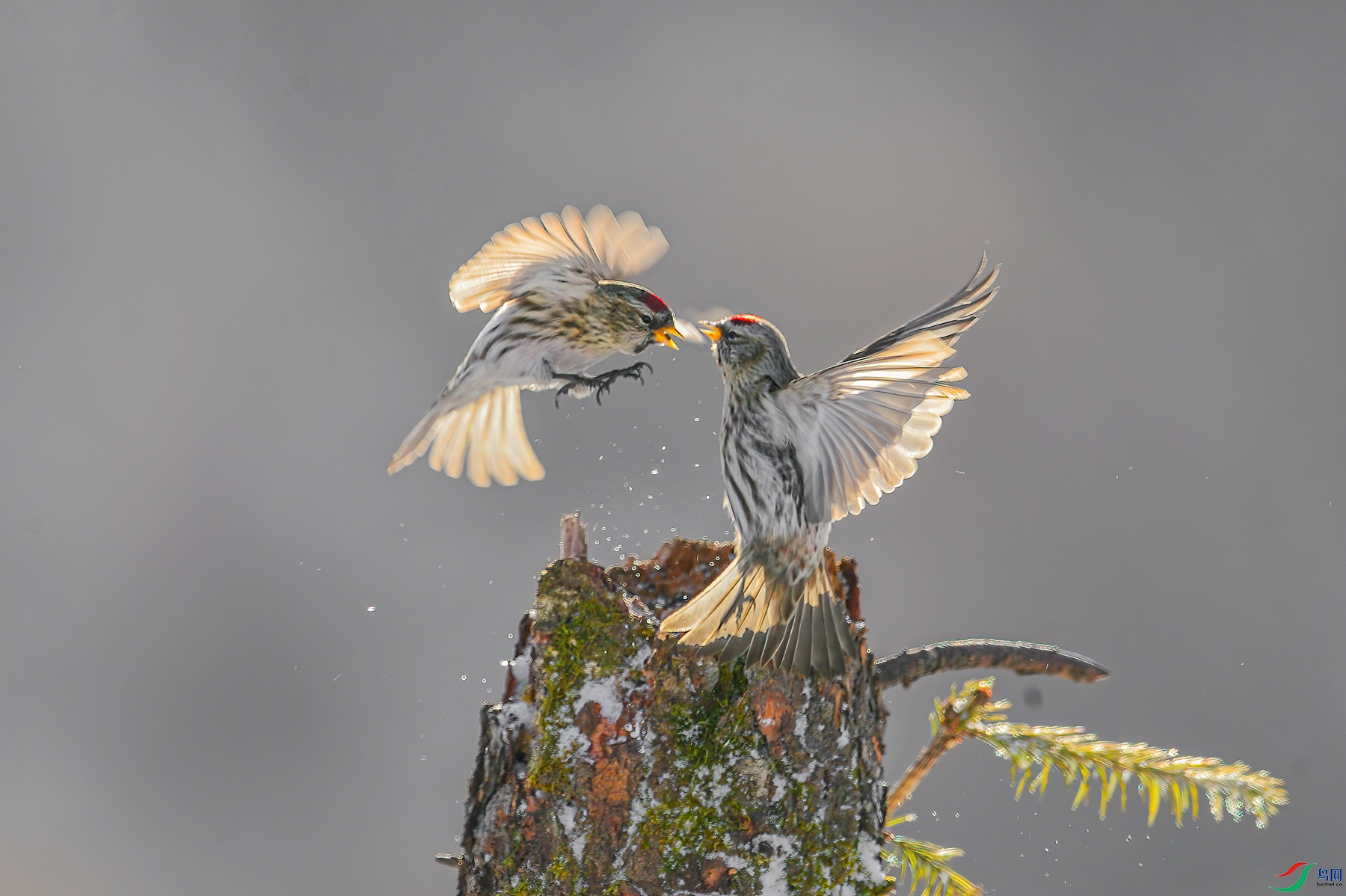 _L101078-4.jpg