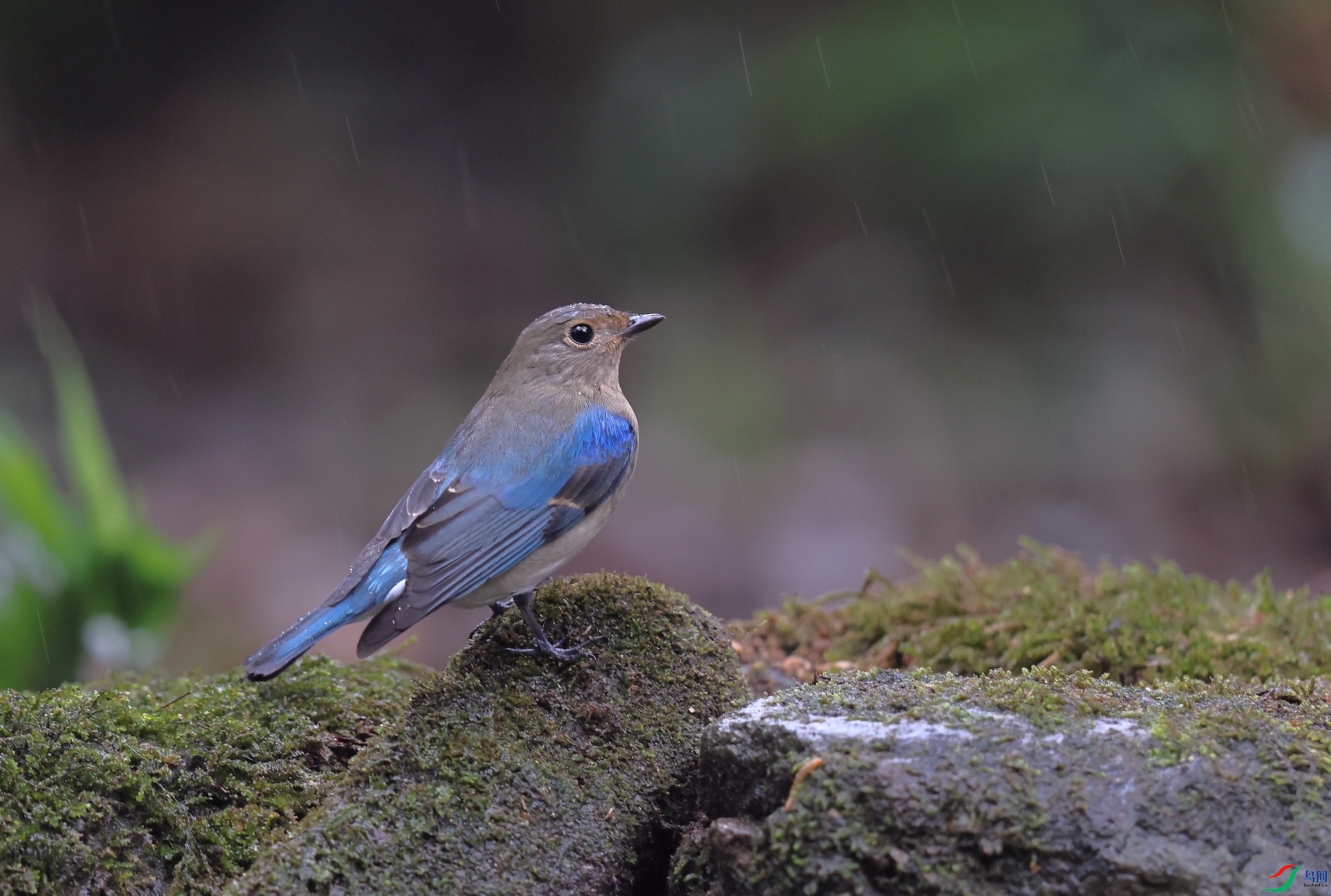 �׸����OBlue-and-white Flycatcher