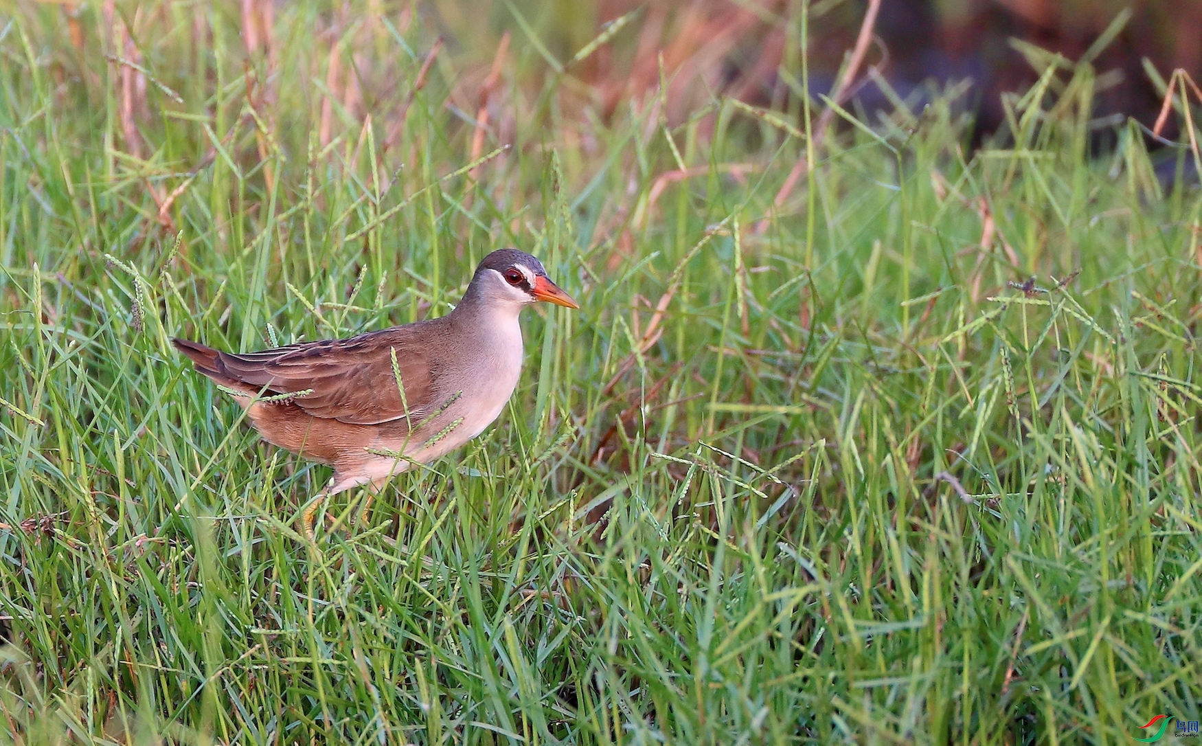 ��ü�ＦWhite-browed Crake