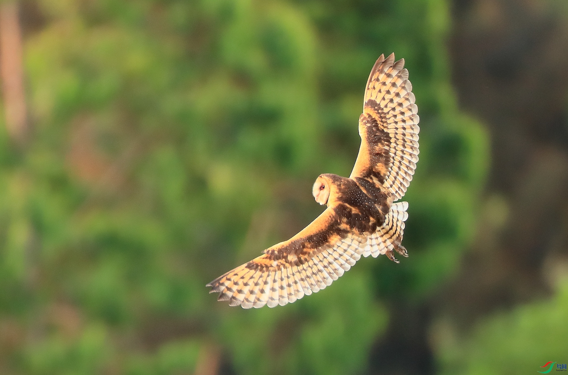 ���^Australasian Grass-Owl