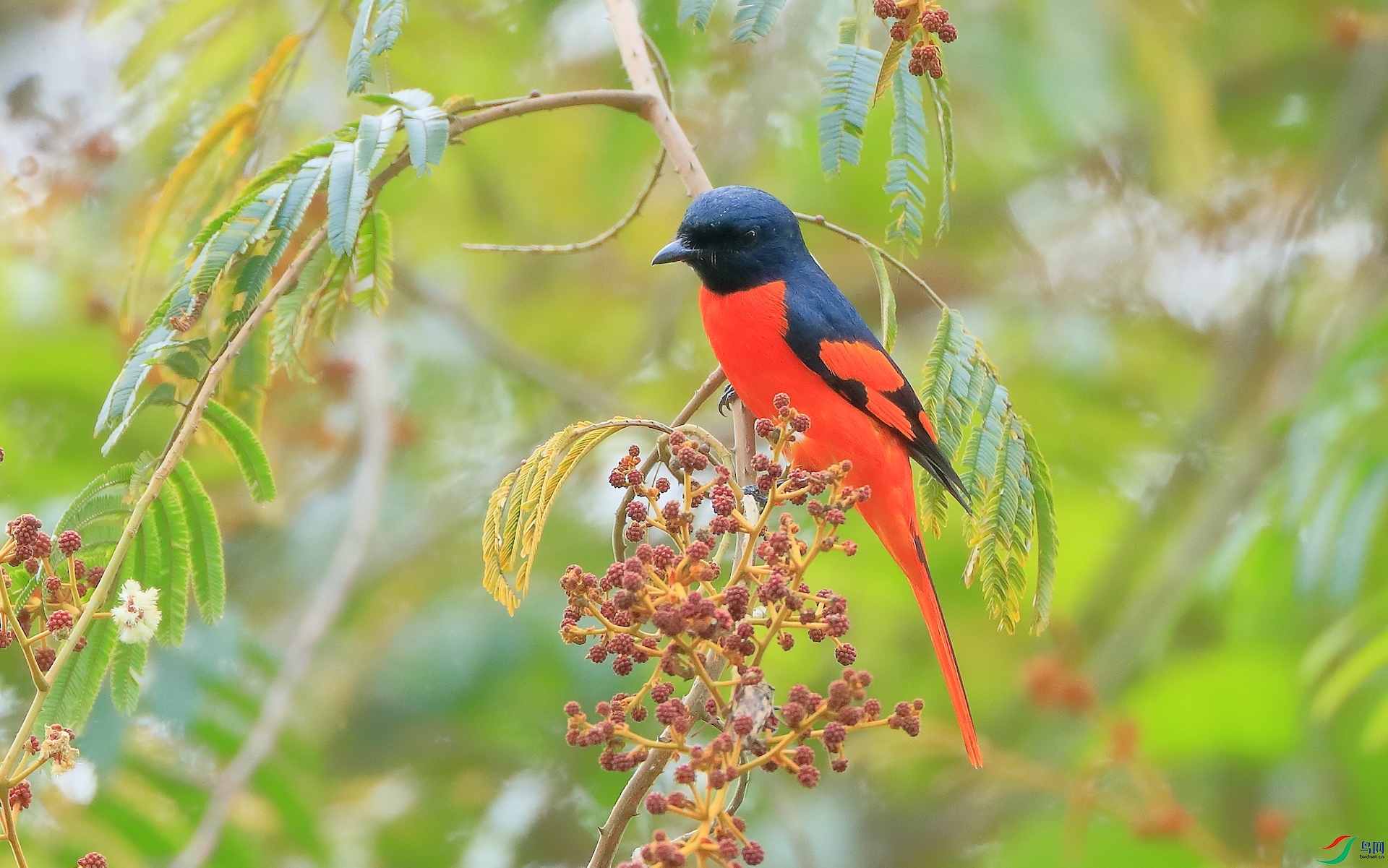 ���ɽ����Scarlet Minivet