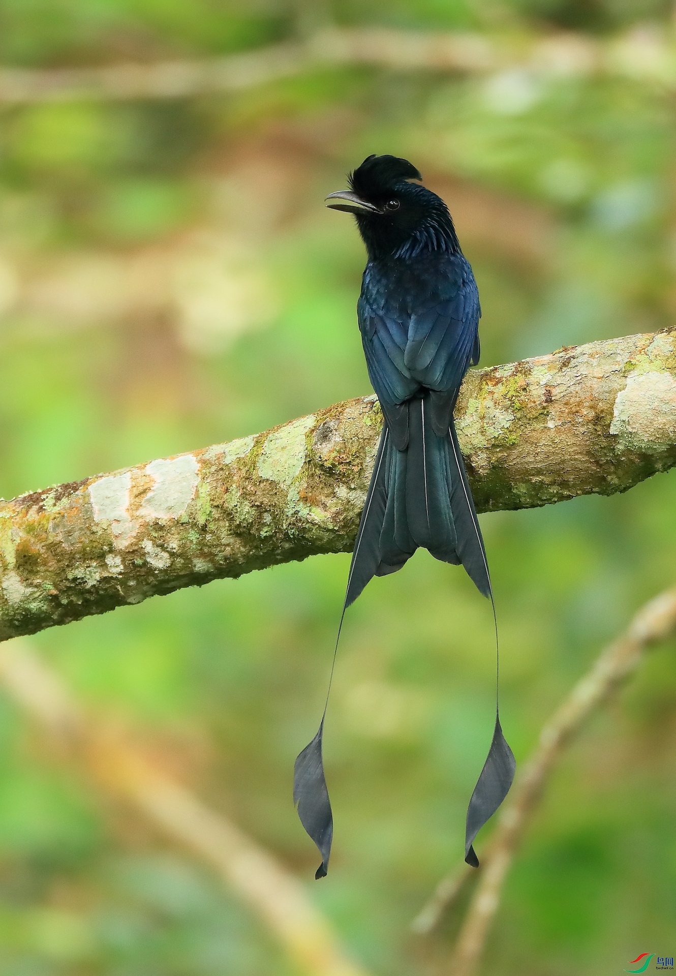 ����βGreater Racket-tailed Drongo