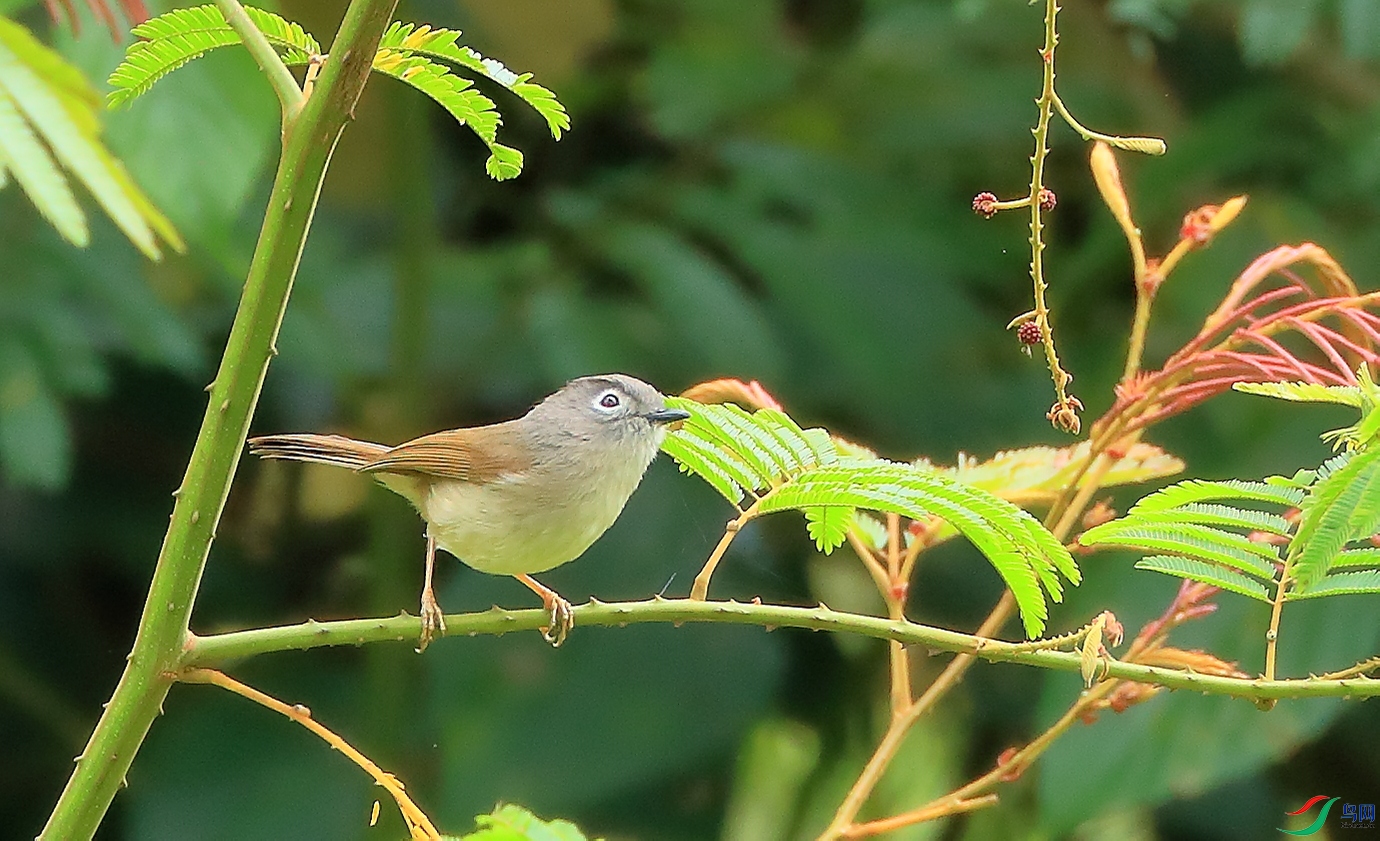 ��üȸ��Huet's Fulvetta