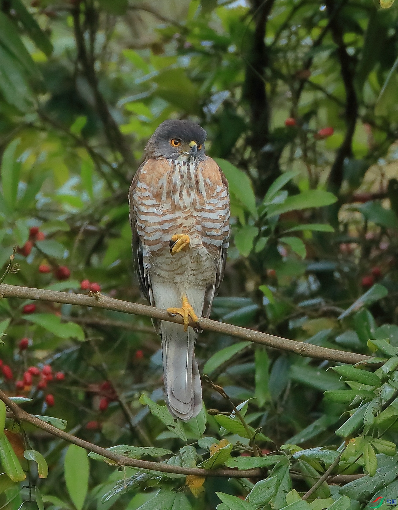 ��ͷӥCrested Goshawk