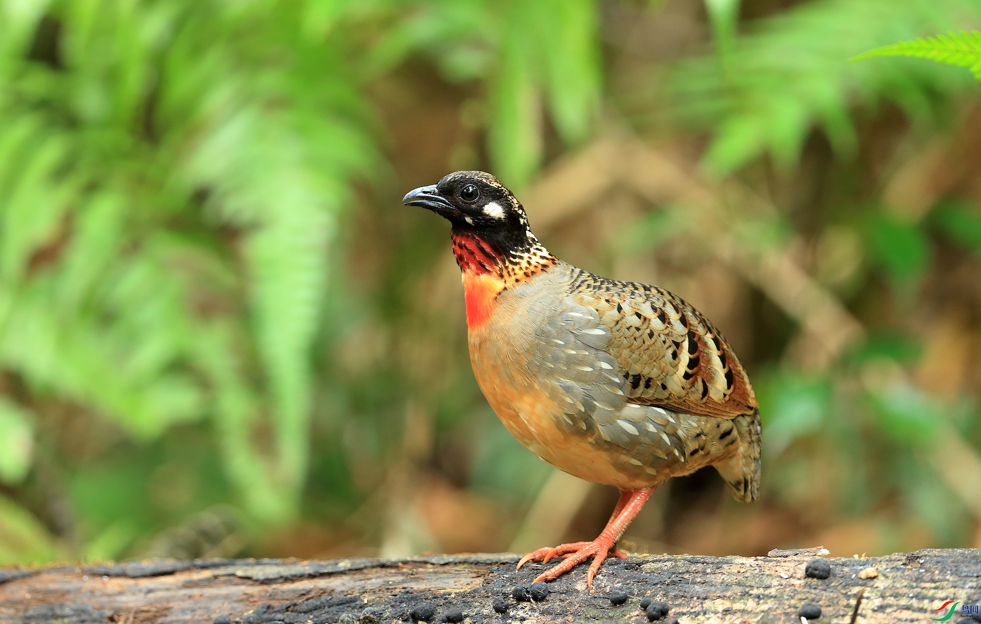 ����ɽ���Hainan Partridge��������Σ��
