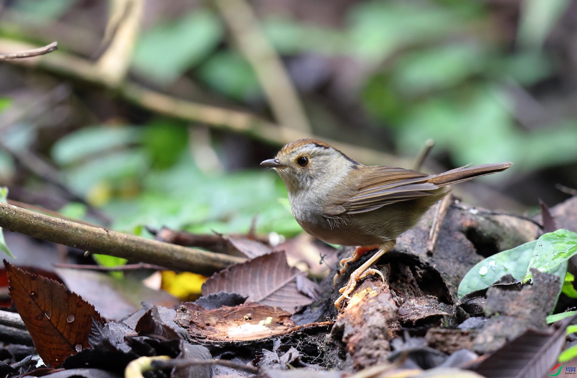 �ֶ�ȸ��Dusky Fulvetta