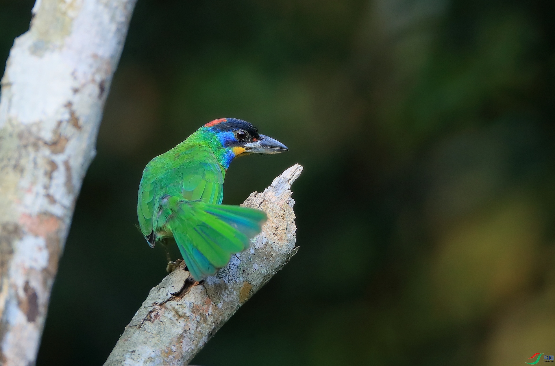 ��ü����ľ��Chinese Barbet�����У�