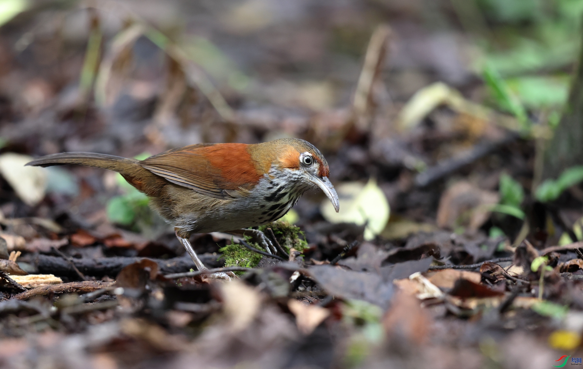 ���ϰ��ع�����Gray-sided Scimitar-Babbler