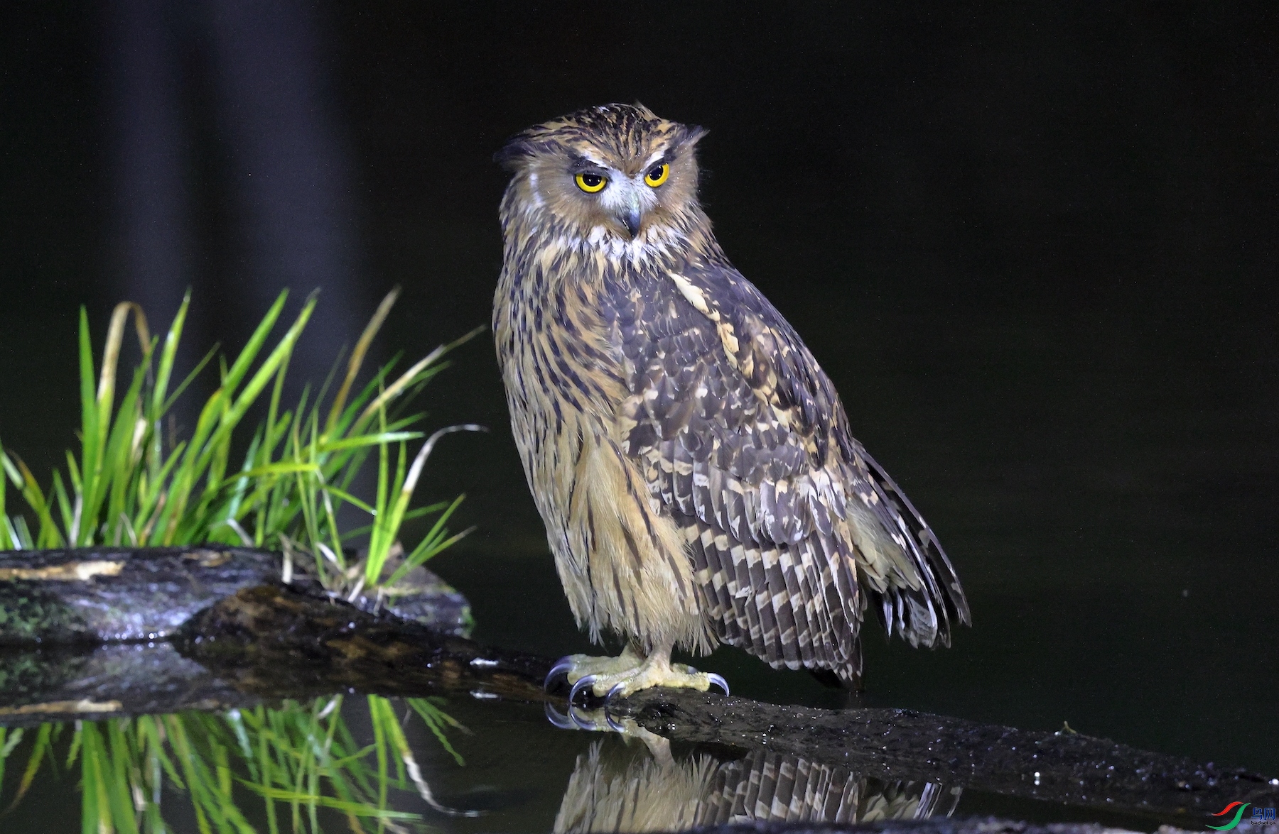 �������^Tawny Fish-Owl.