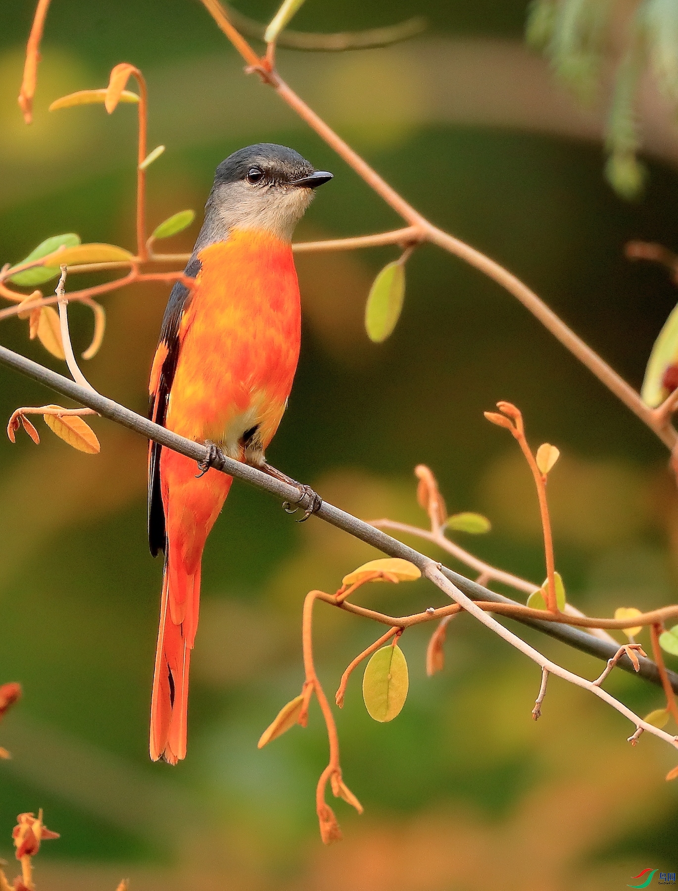 �Һ�ɽ����Gray-chinned Minivet