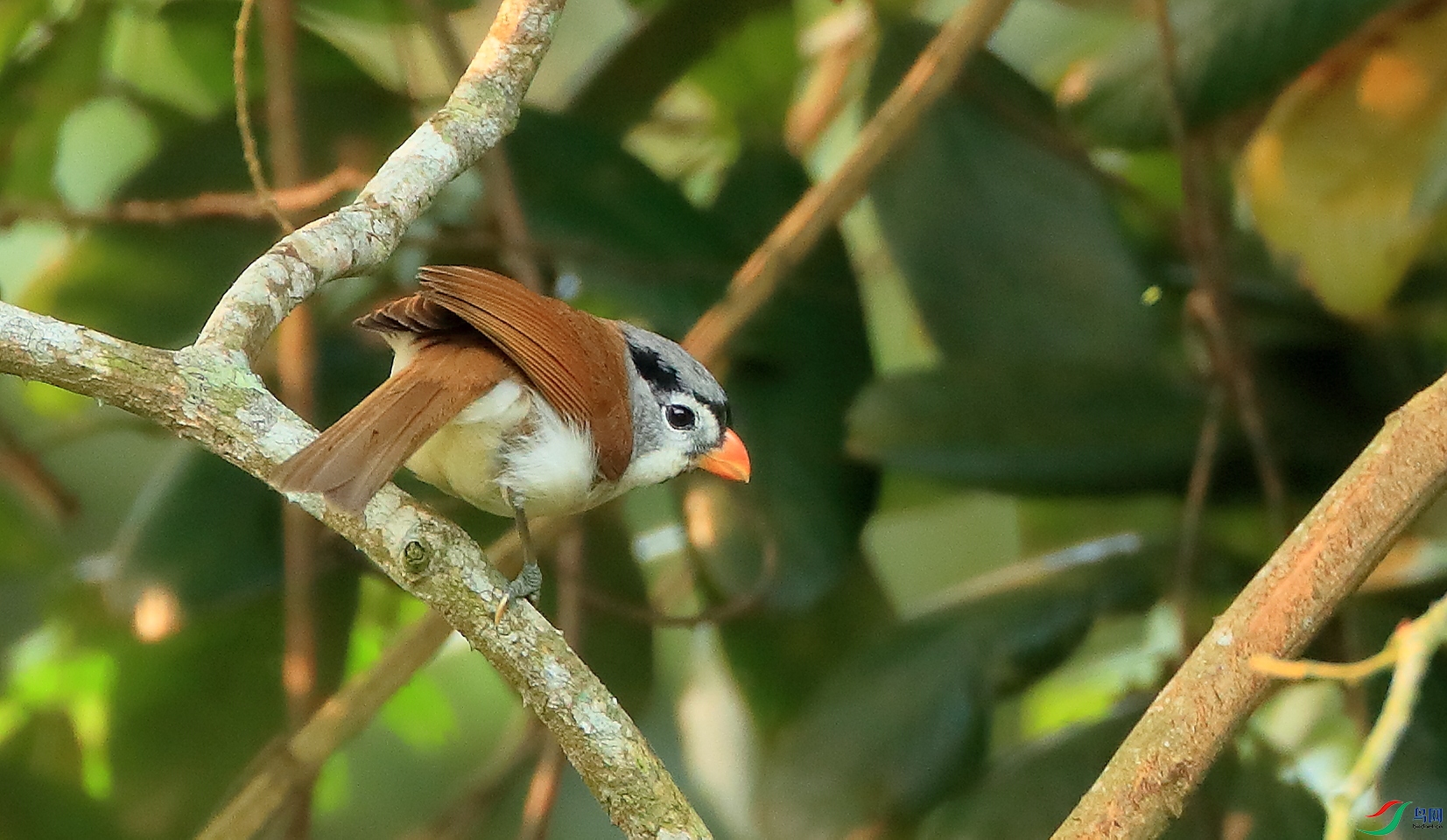 ��ͷѻȸGray-headed Parrotbill