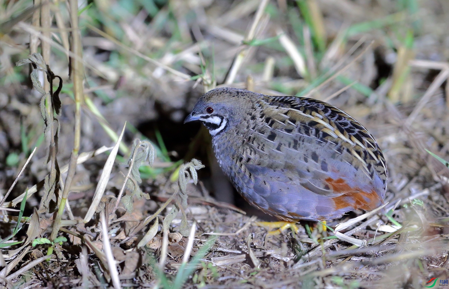 ������Blue-breasted Quail