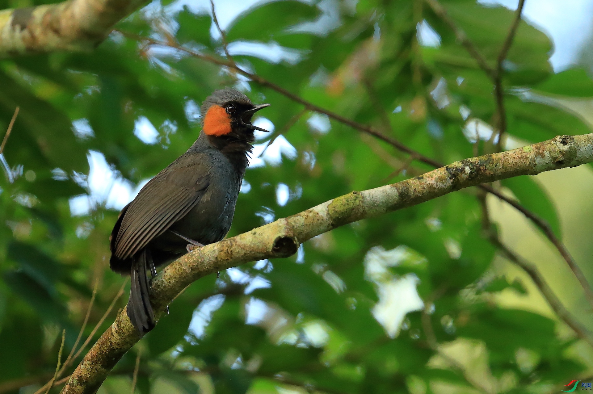 ��������Rufous-cheeked Laughingthrush