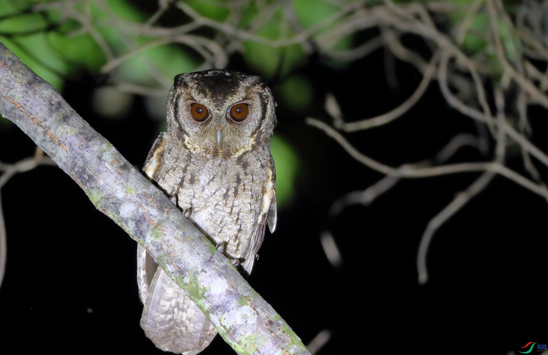 ����^Collared Scops-Owl