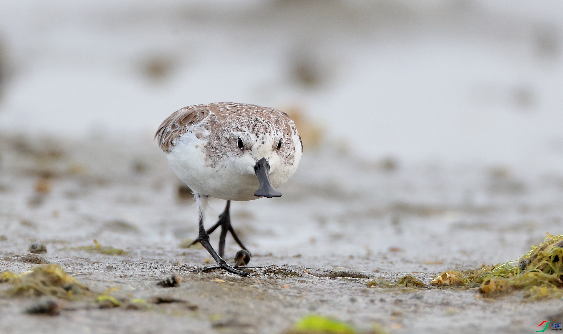 ������Spoon-billed Sandpiper����Σ��