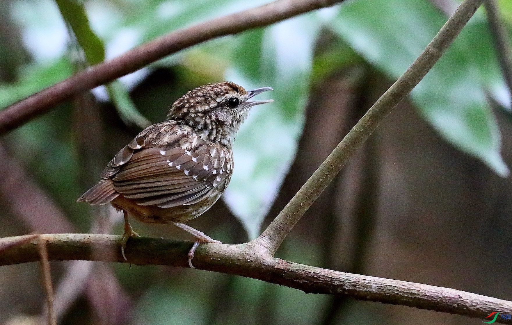 ��������Eyebrowed Wren-Babbler