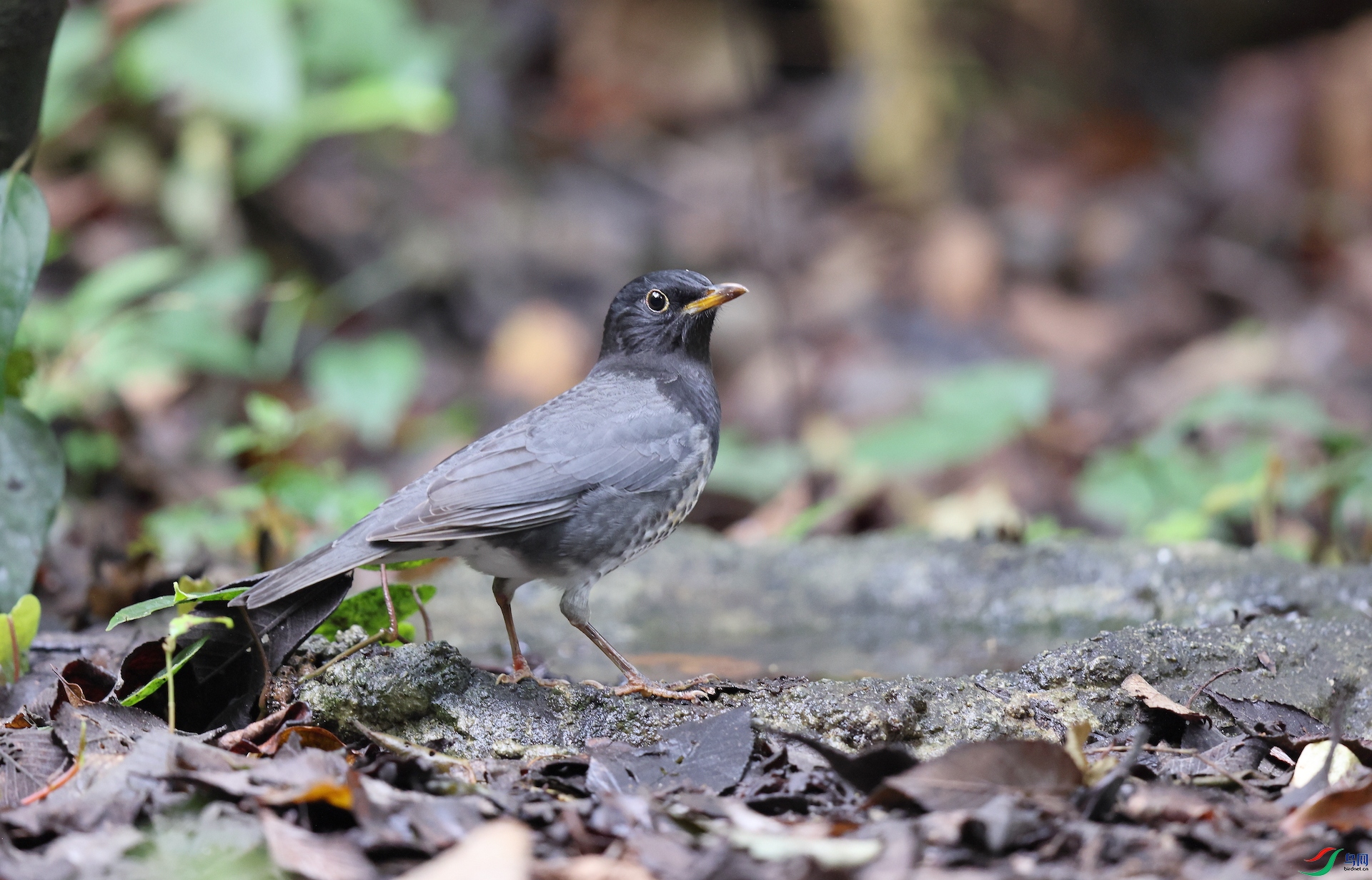 �ڻ��Japanese Thrush