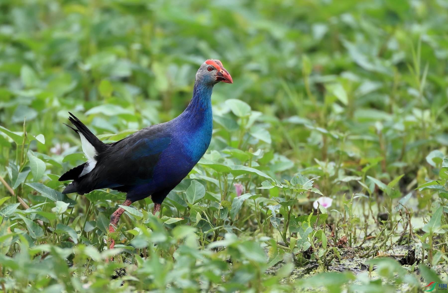 ��ˮ��Gray-headed Swamphen