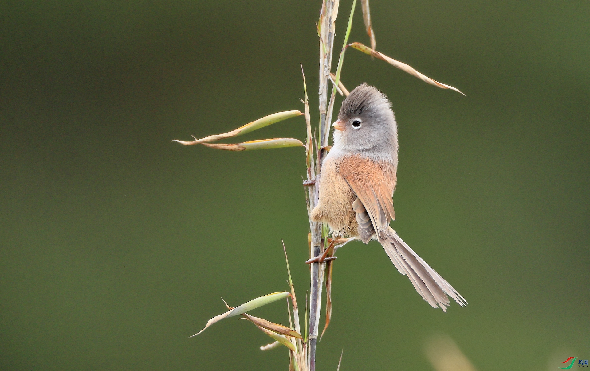 ��ɫѻȸGray-hooded Parrotbill������ ��Σ��