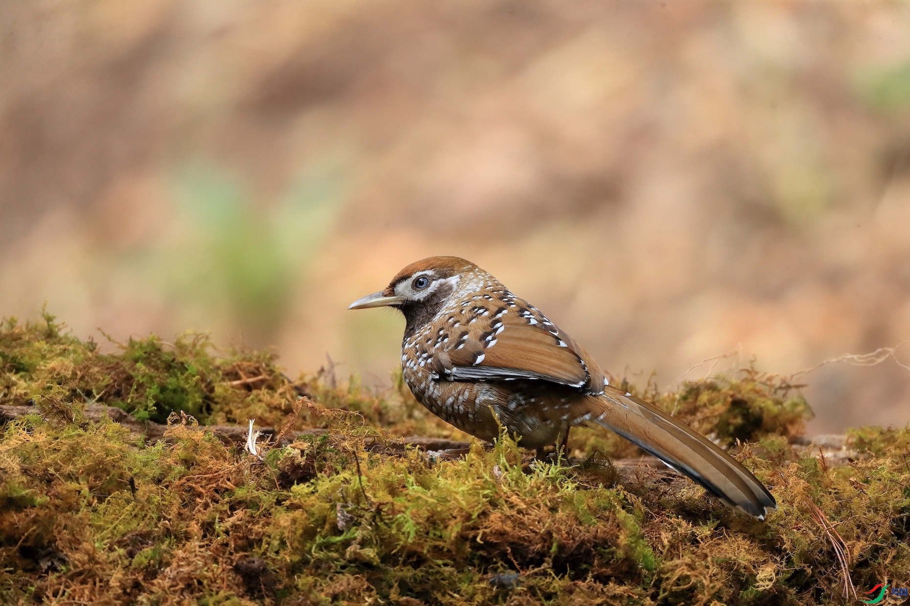 �׵�����Biet's Laughingthrush������ ��Σ��