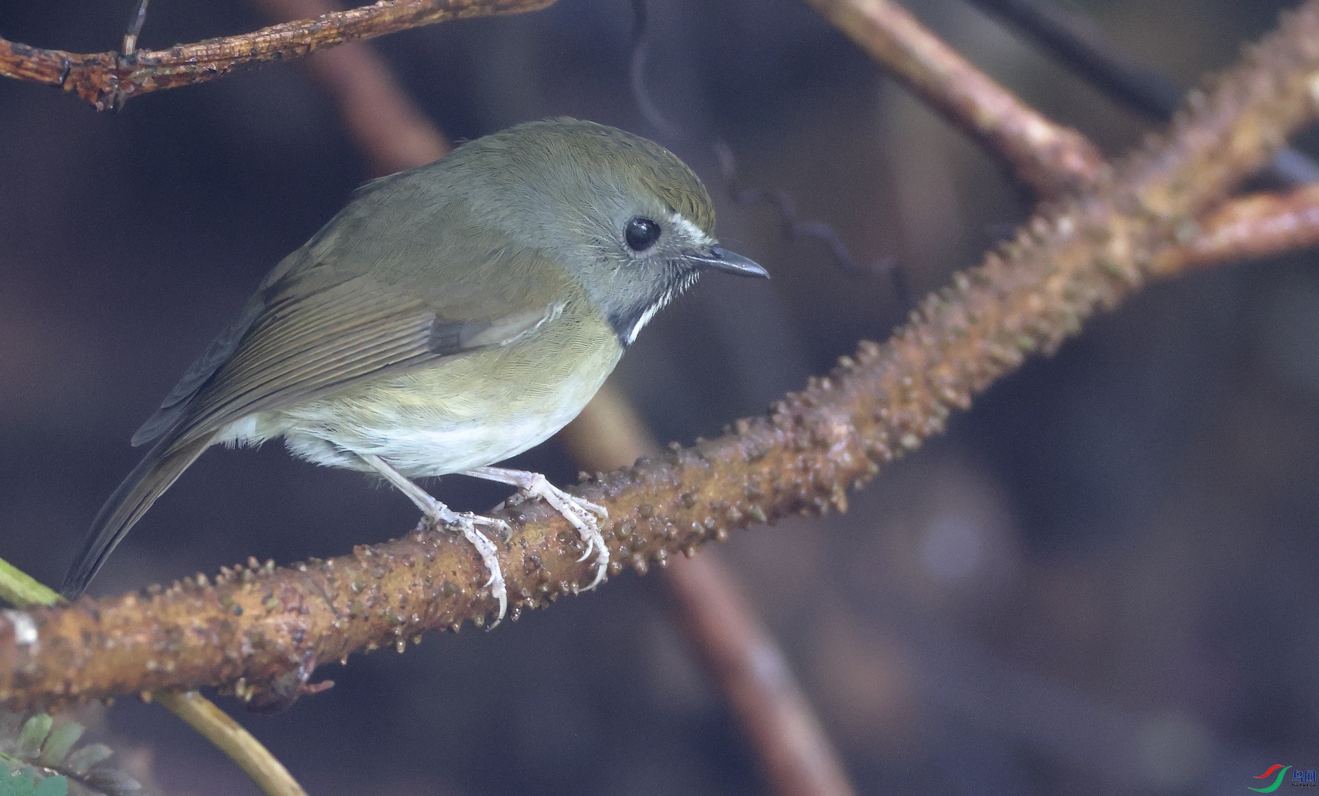 �׺����lWhite-gorgeted Flycatcher