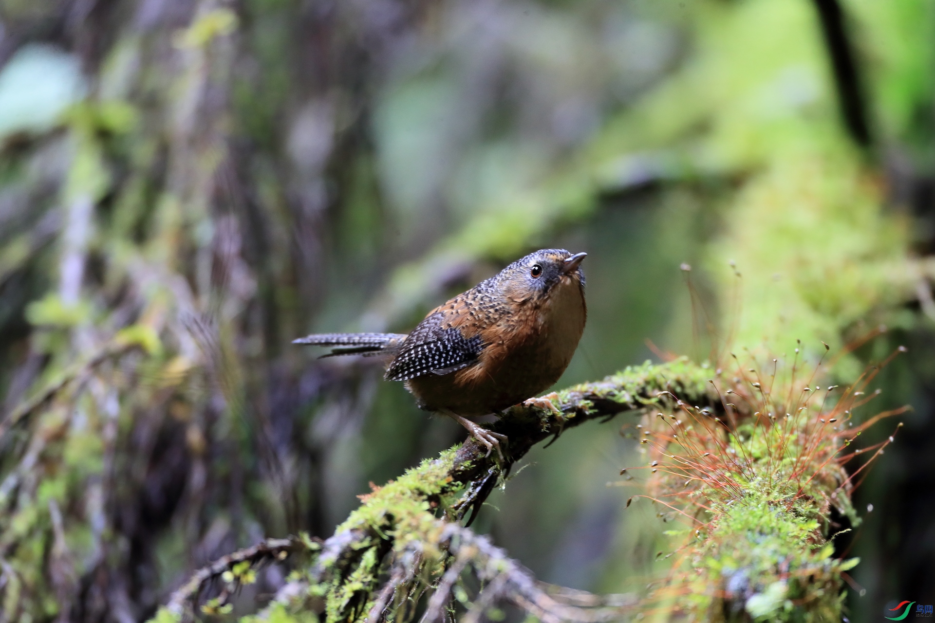 �߳�����Bar-winged Wren-Babbler