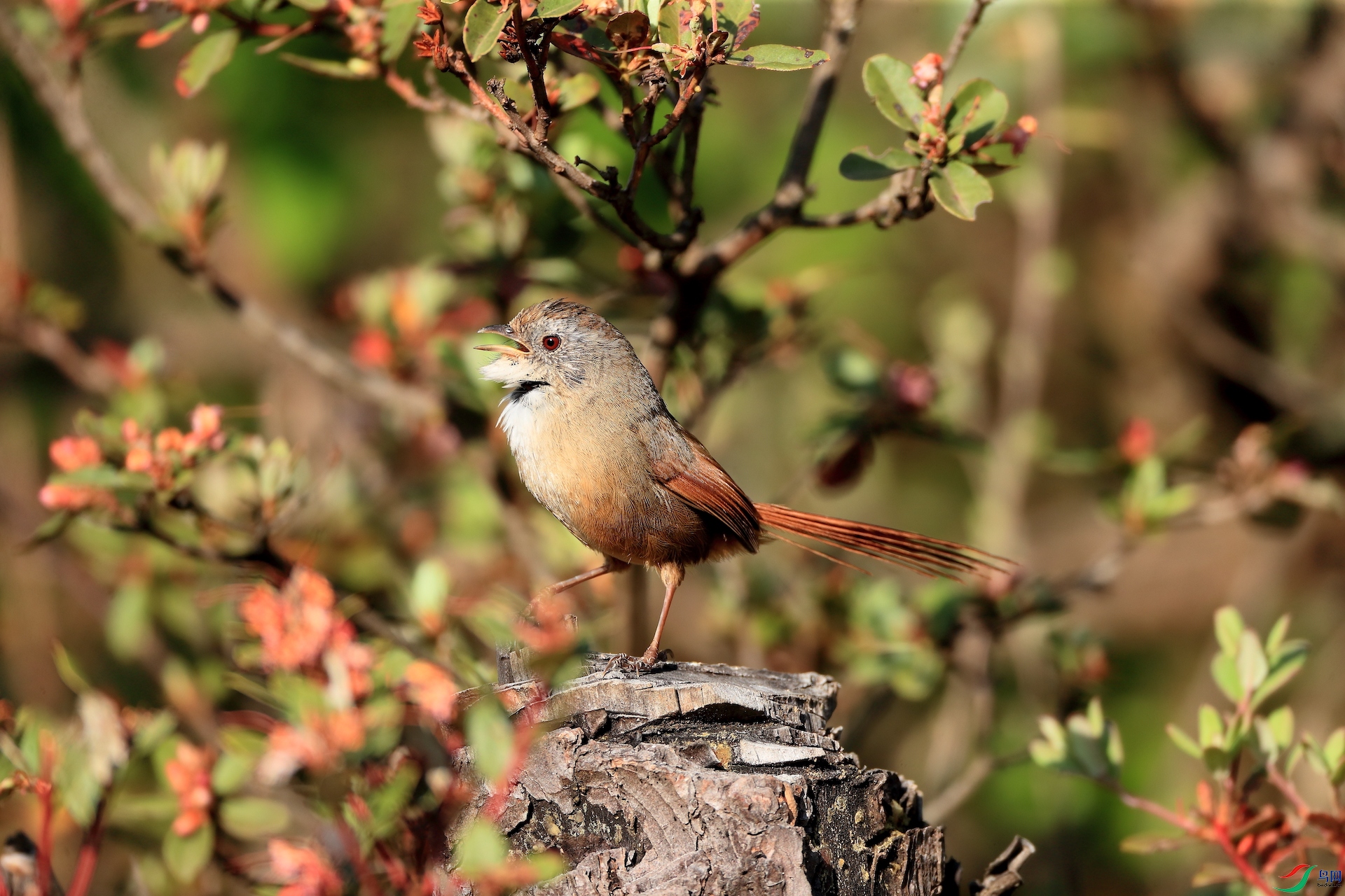 ������ȸRufous-tailed Babbler�����У�