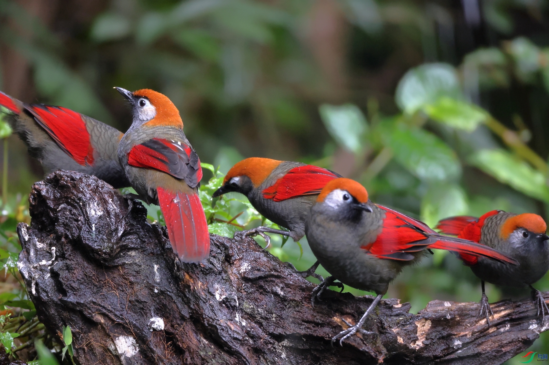 ��β����Red-tailed Laughingthrush