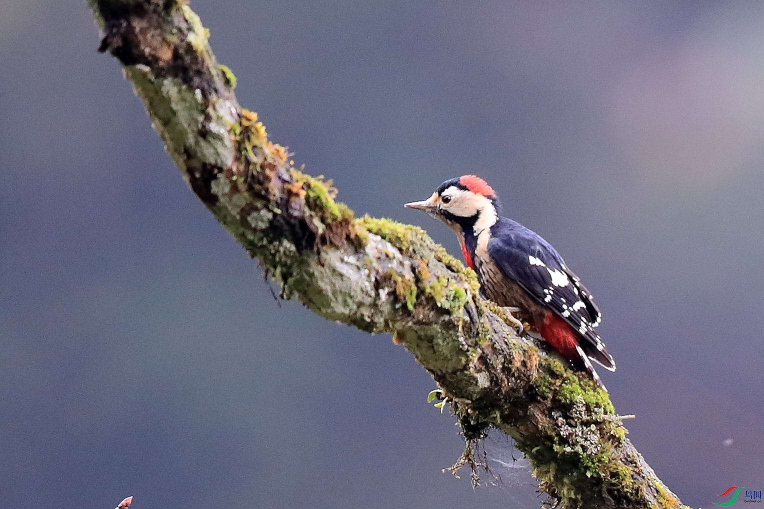 ������ľ��Coppersmith Barbet