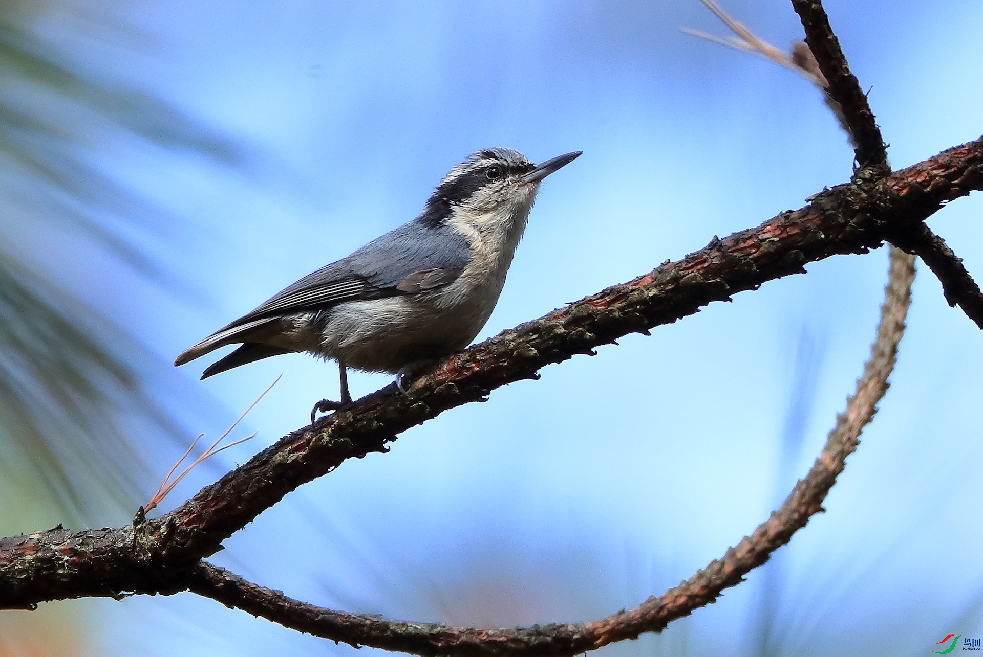 ����Yunnan Nuthatch������ ��Σ��