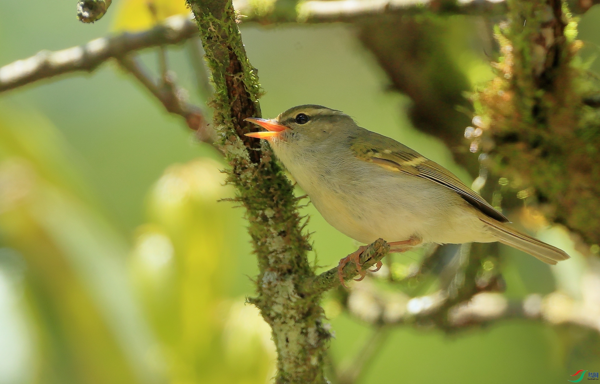 ��ü��ݺMartens's Warbler�����У�