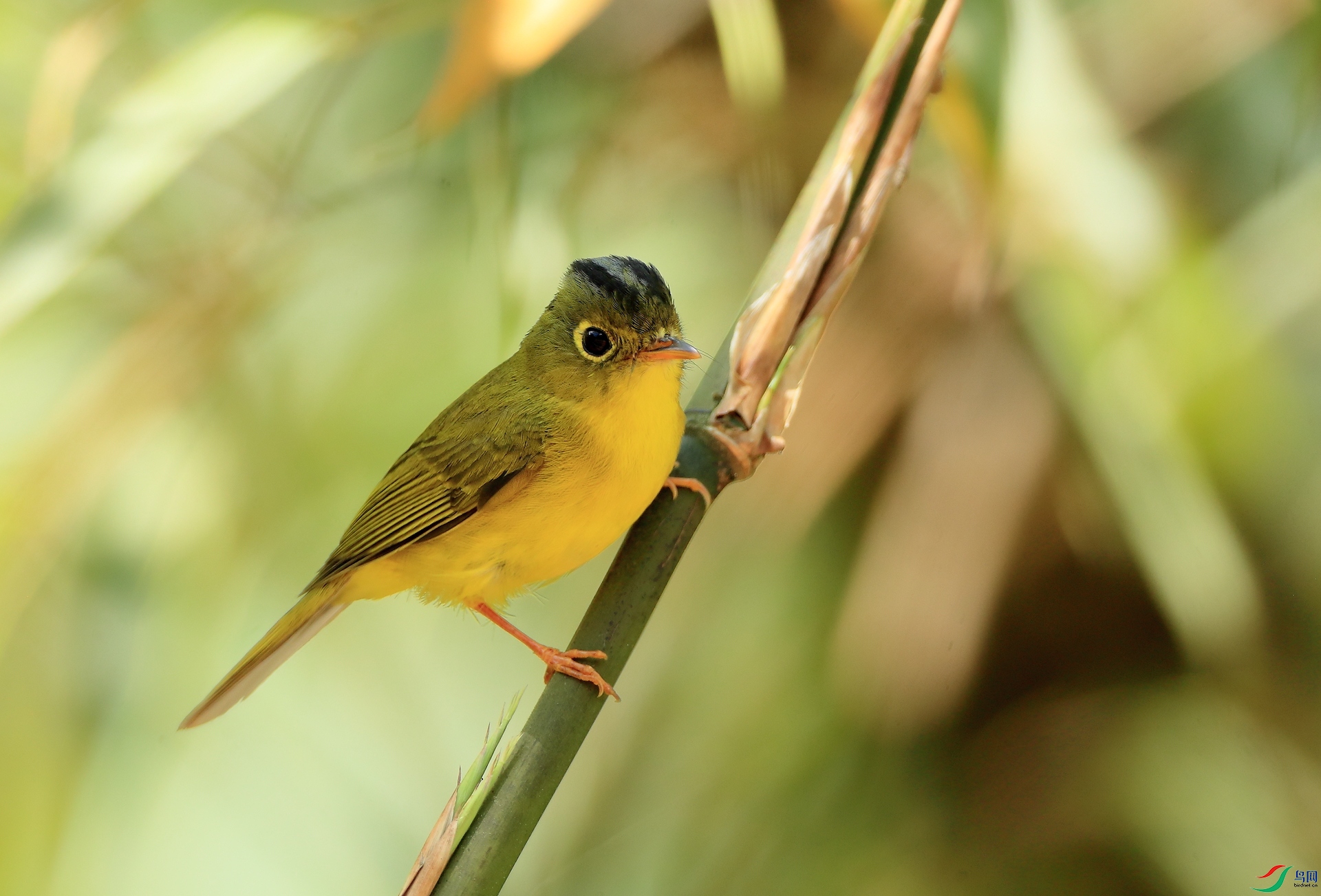 ��ü�OݺMartens's Warbler�����У�