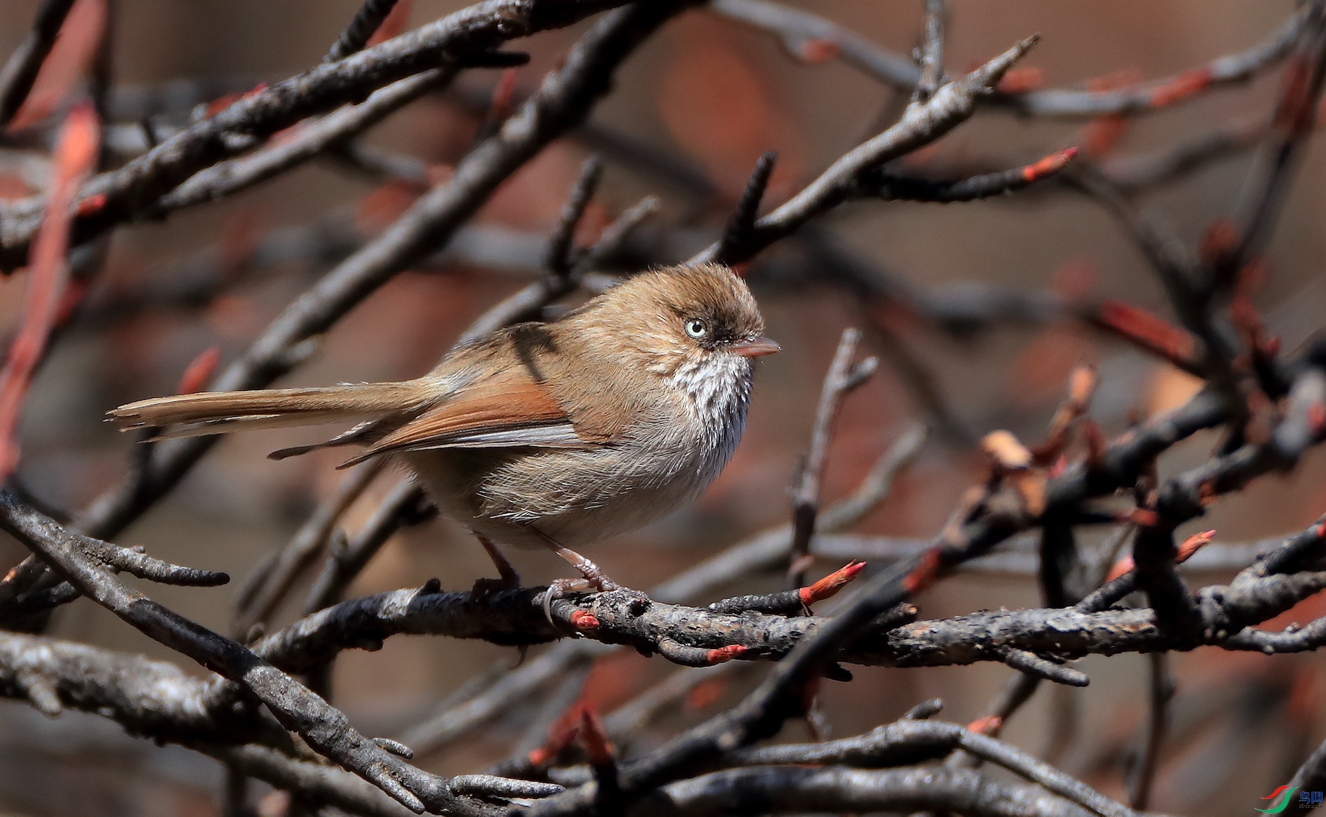 ��ɽȸ��Chinese Fulvetta�����У�