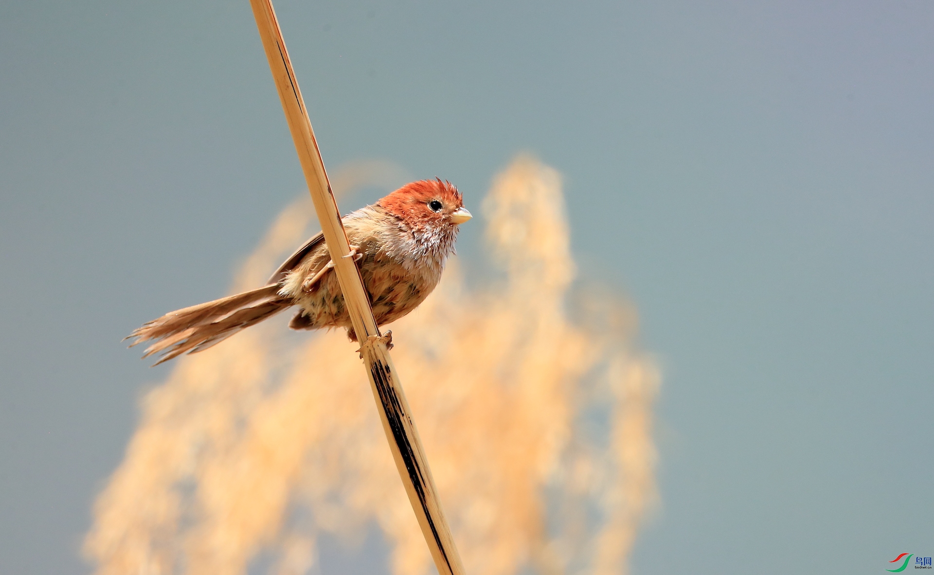 �ֳ�ѻȸBrown-winged Parrotbill