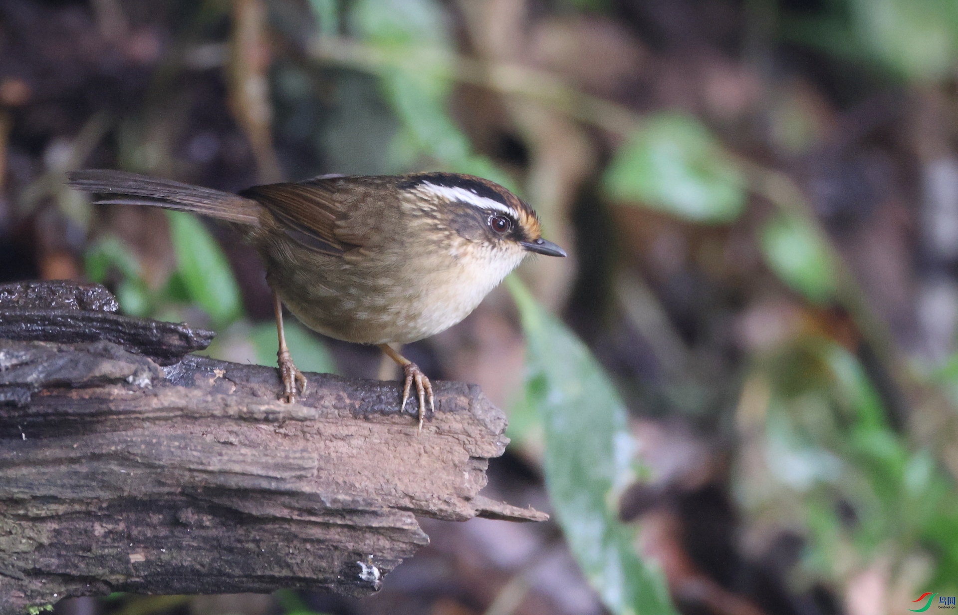 ��вȸ��Rusty-capped Fulvetta
