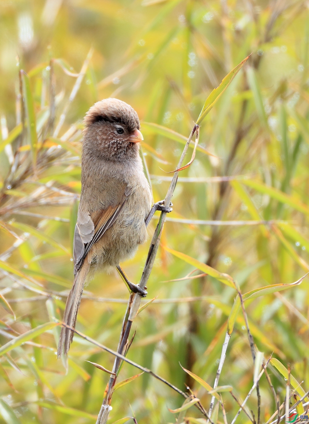 ��ѻȸBrown Parrotbill