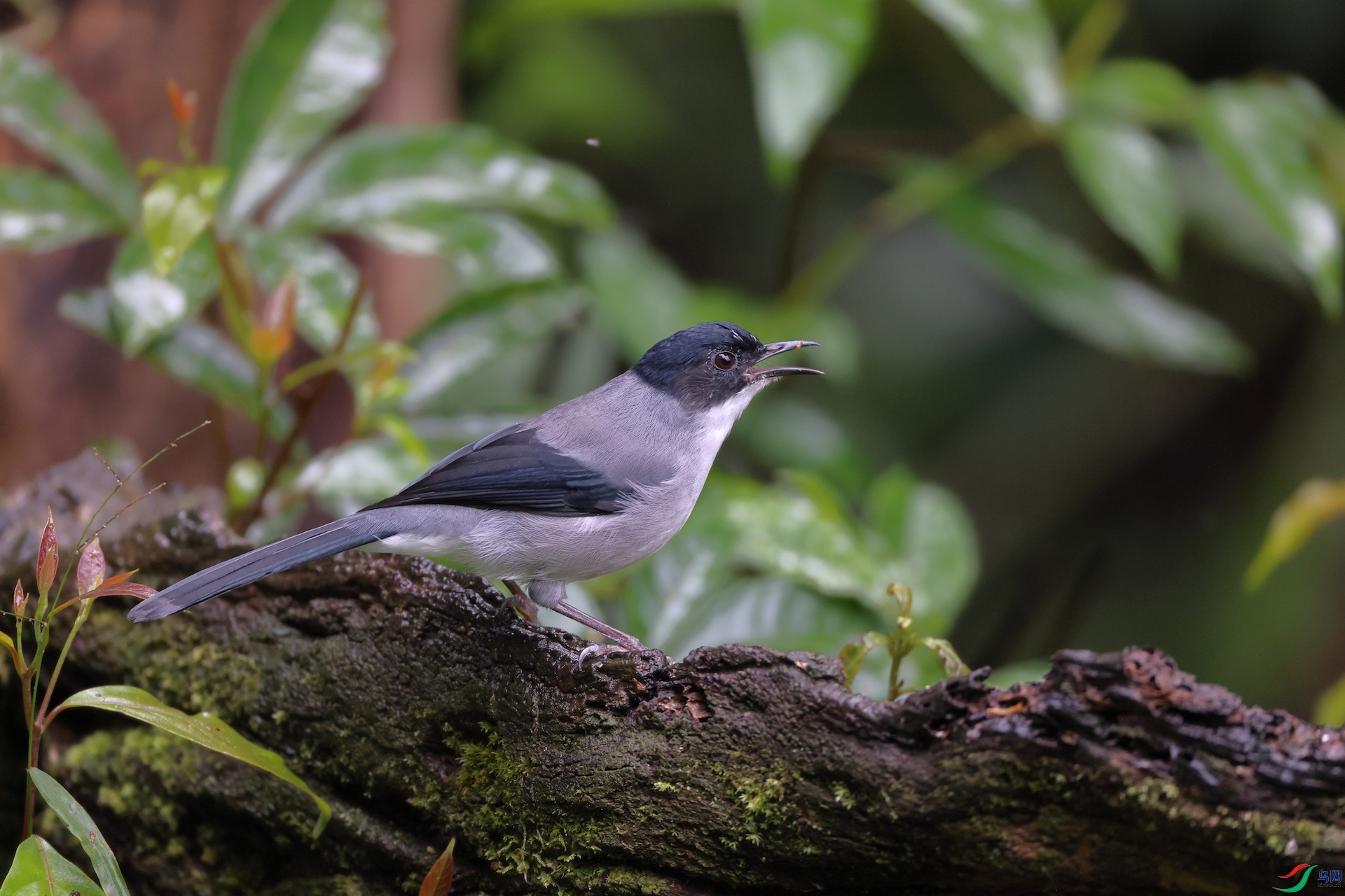 �ڶ�����Rufous Sibia
