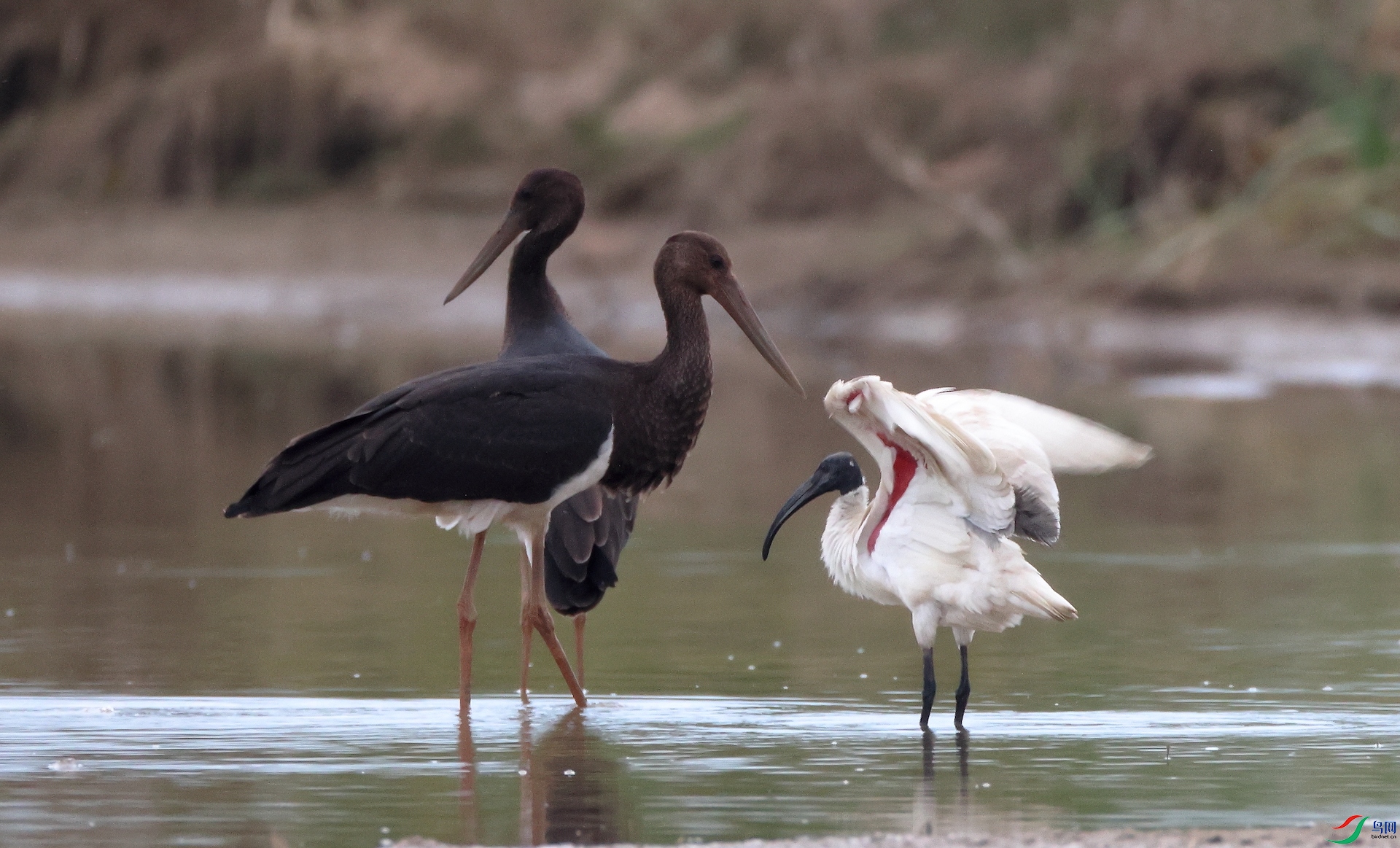 ��ͷ���q�ͺ���Black Stork&Black-headed Ibis