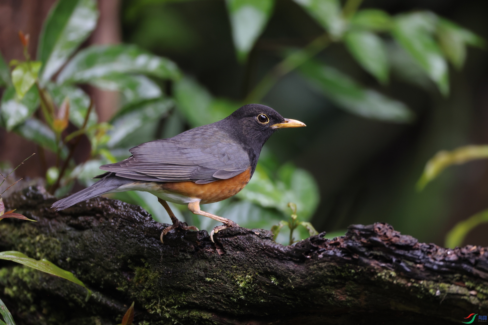 �����Black-breasted Thrush