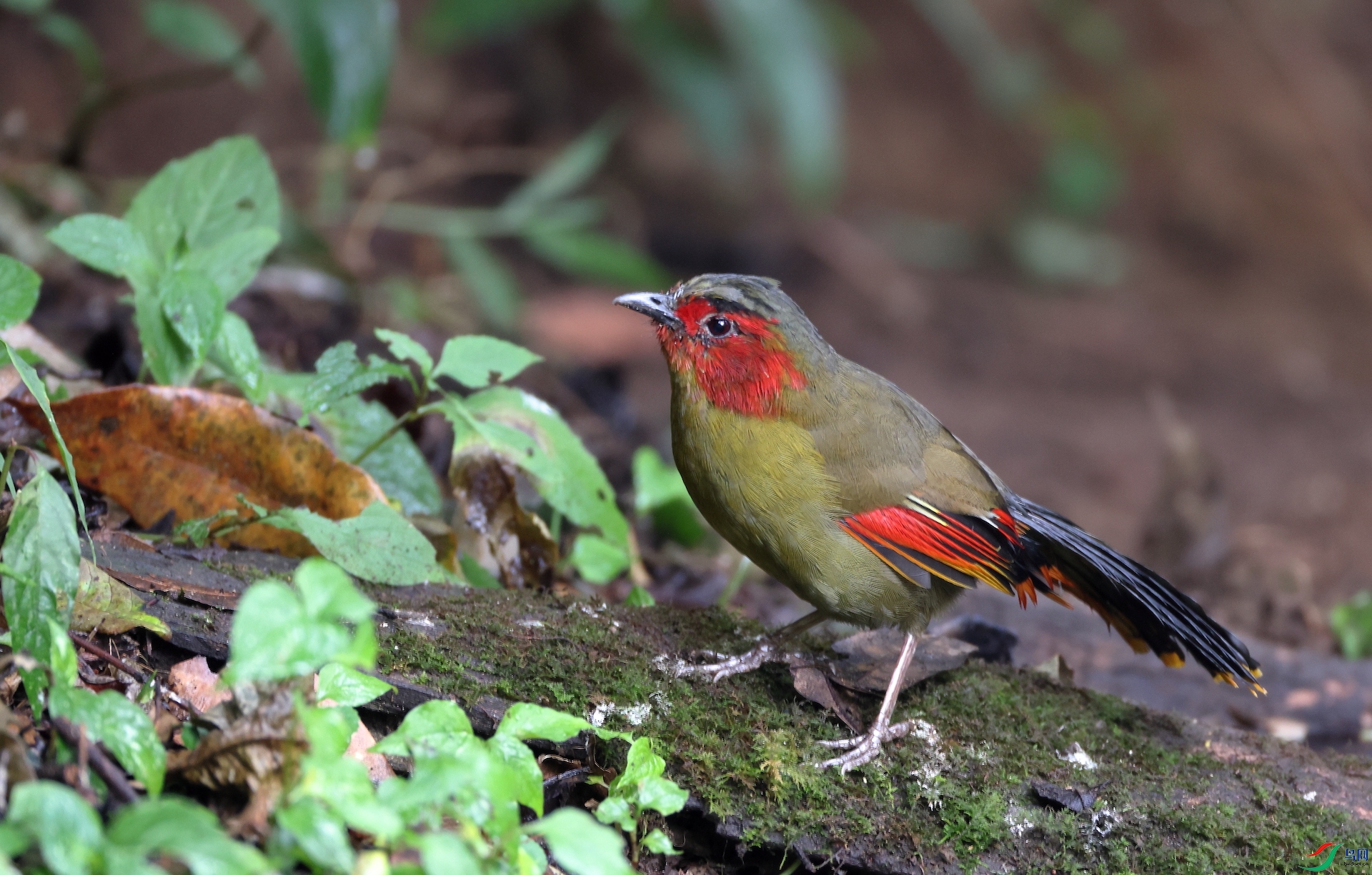 ���޴��Scarlet-faced Liocichla