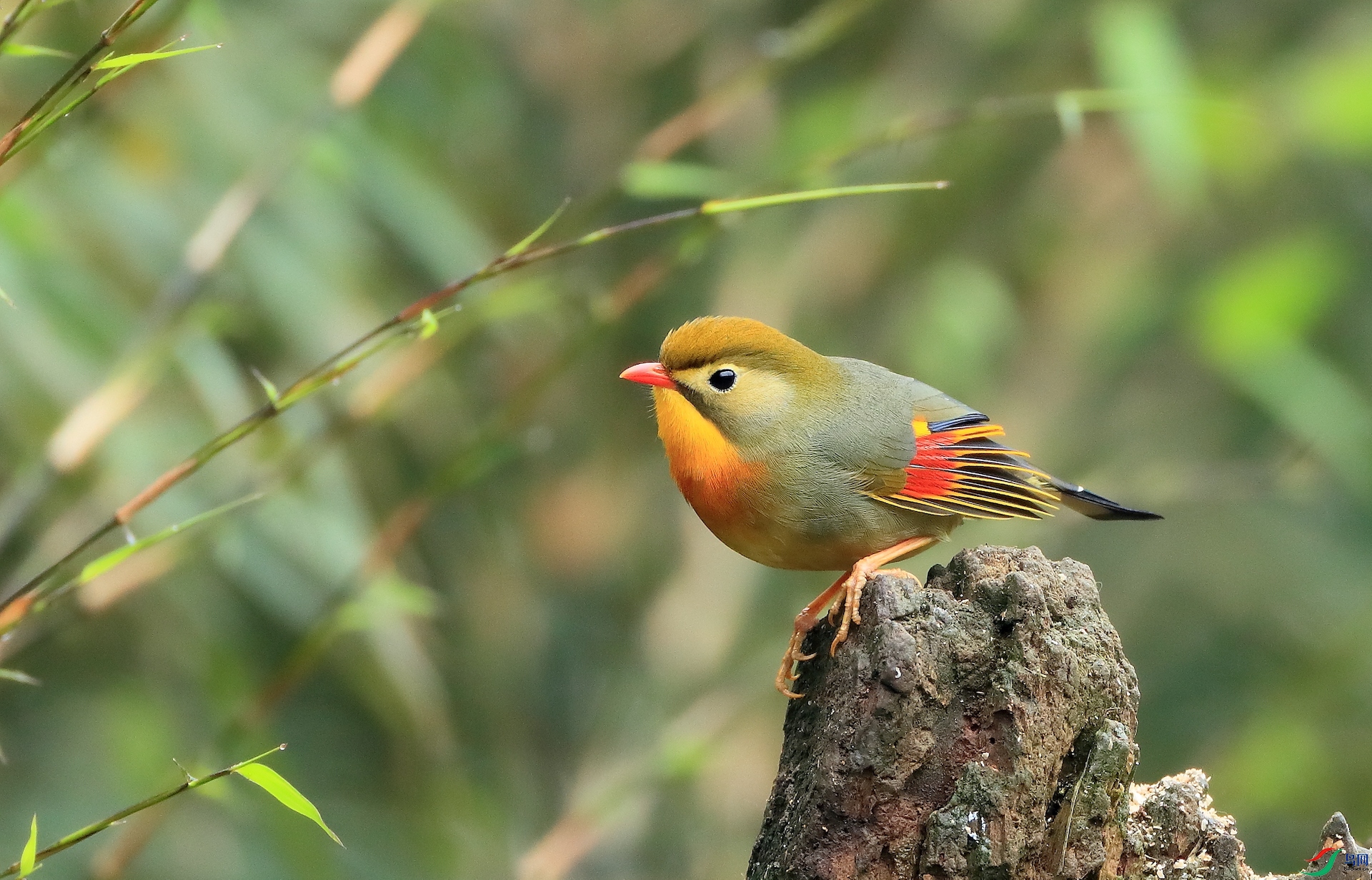 ������˼��Red-billed Leiothrix