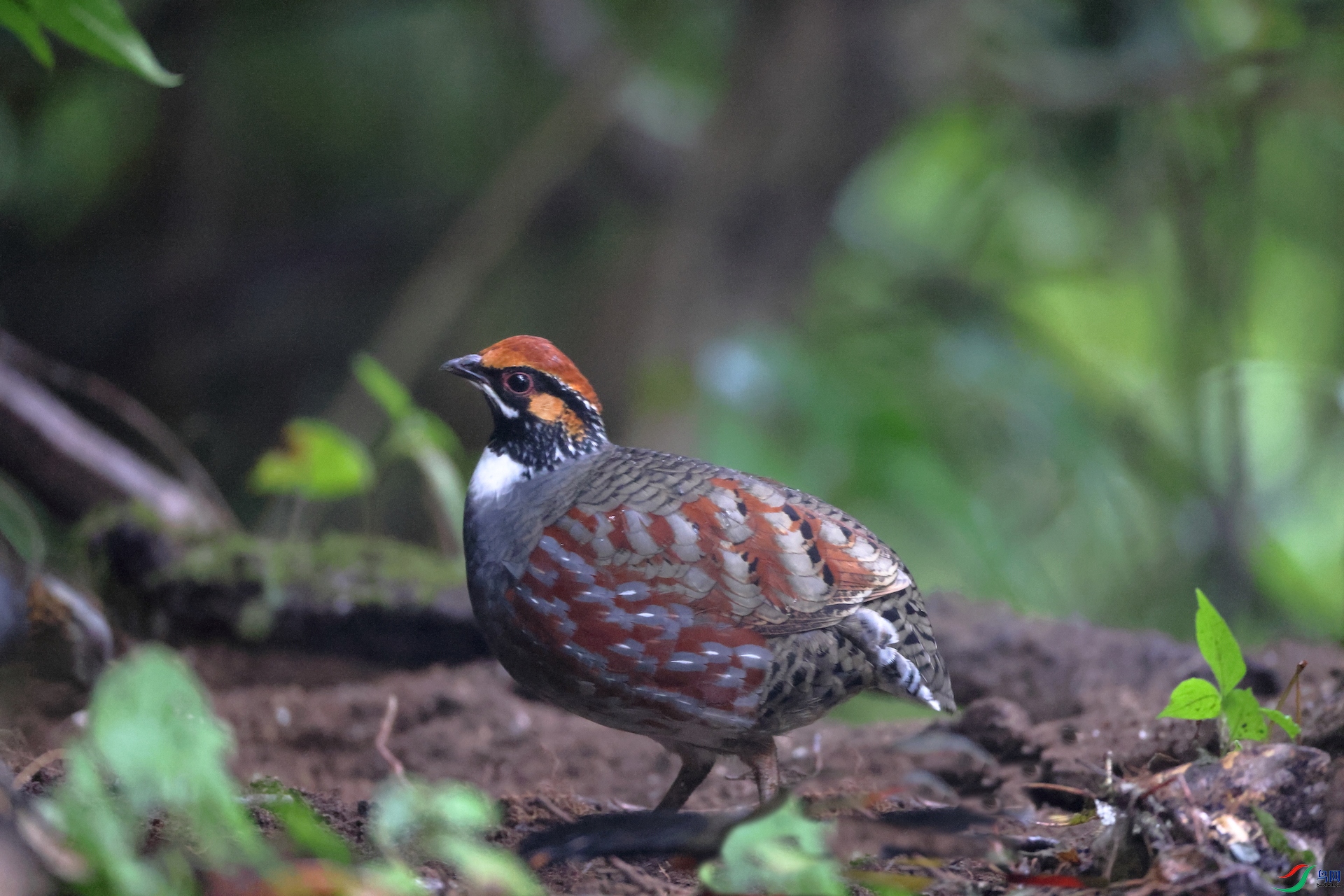 ����ɽ���Hill Partridge