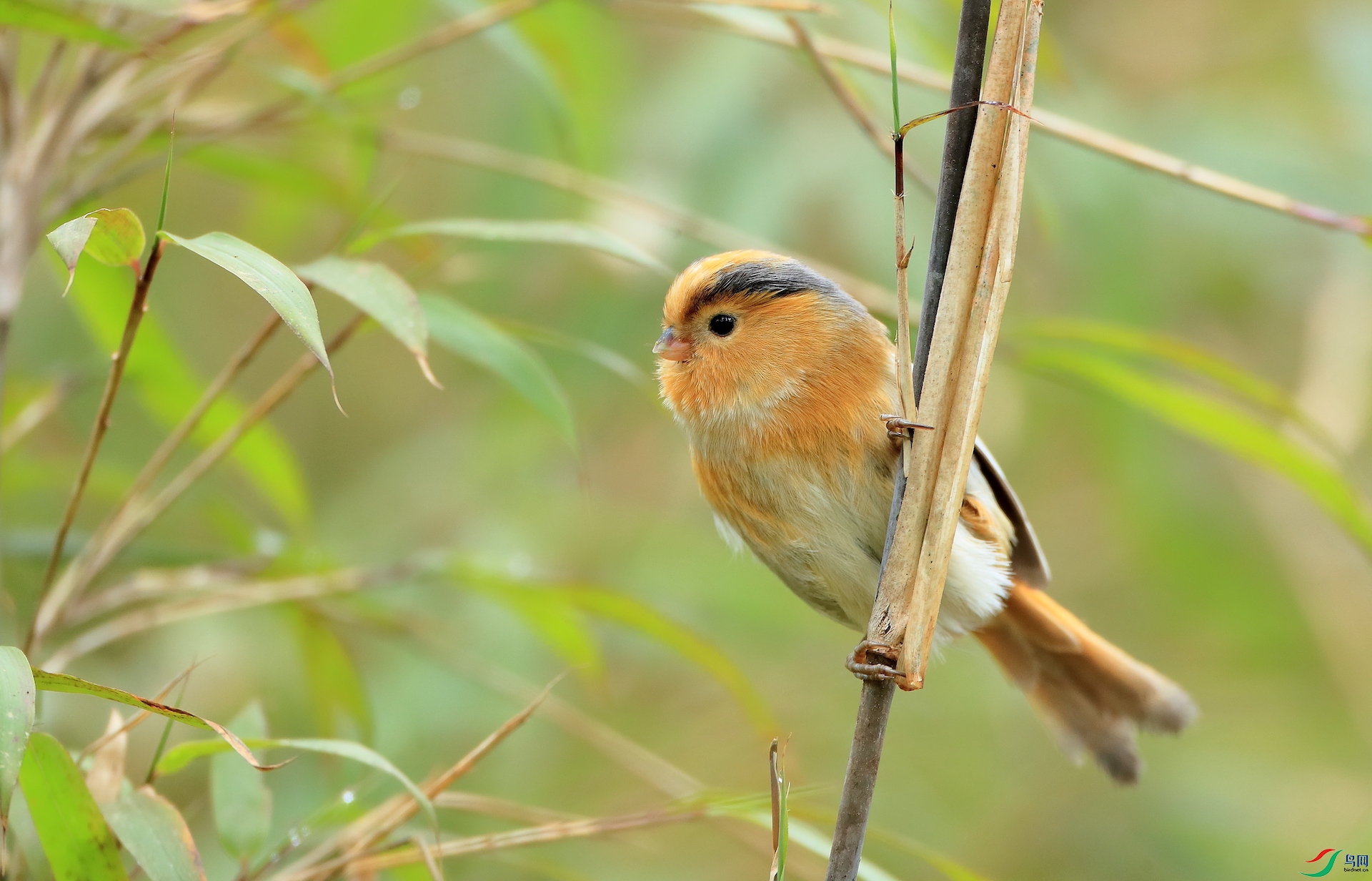 �ƶ�ѻȸFulvous Parrotbill