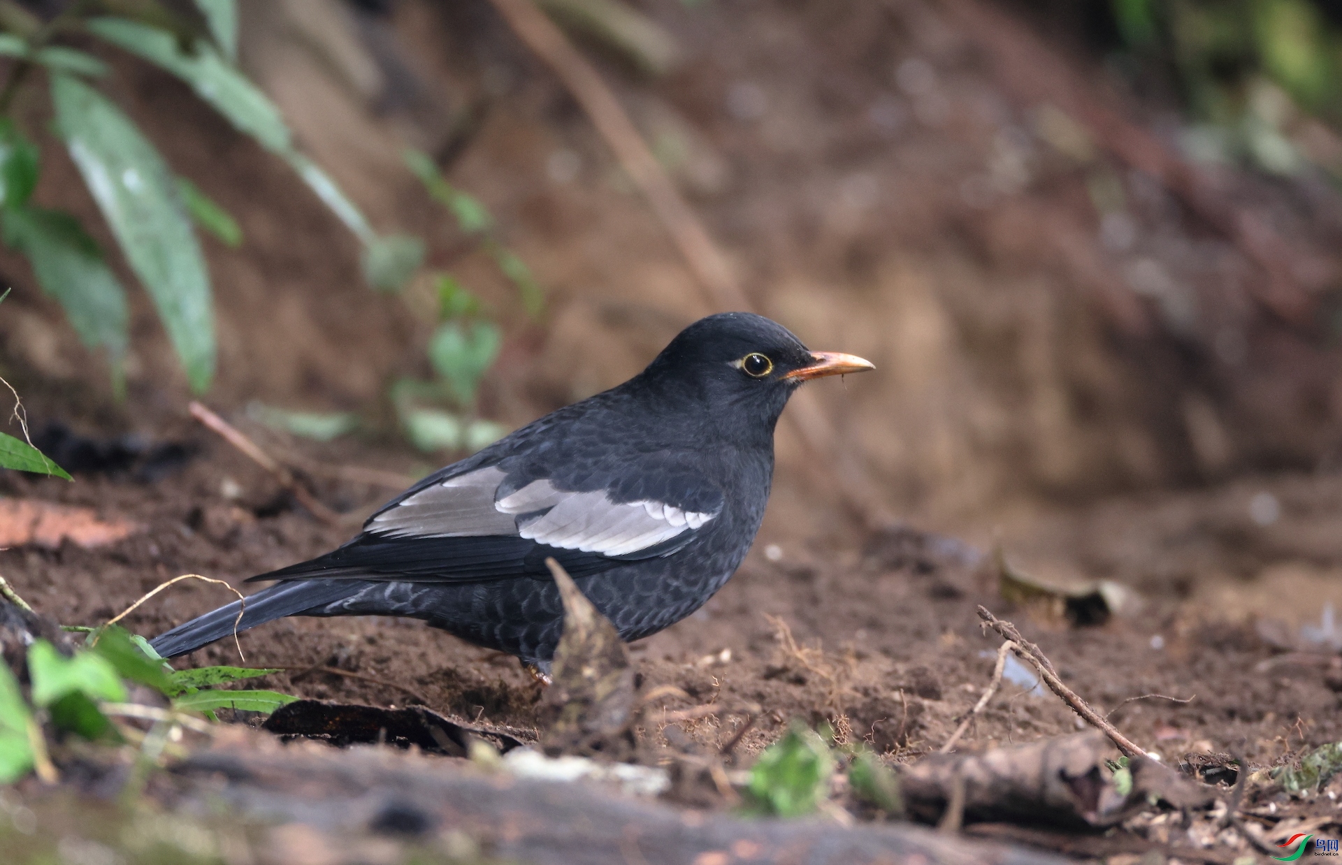 �ҳ��Gray-winged Blackbird