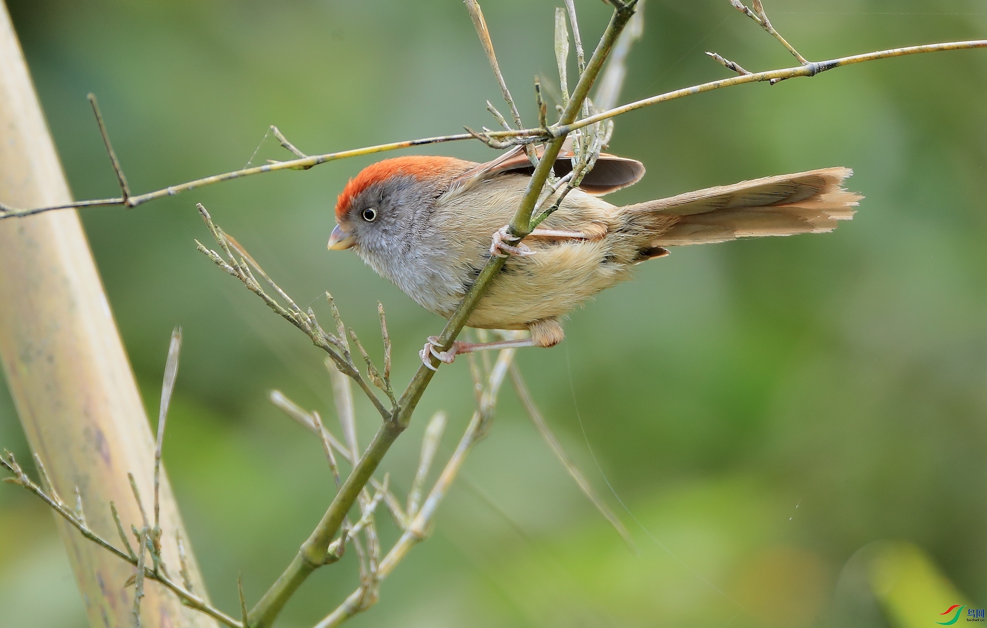 �Һ�ѻȸAshy-throated Parrotbill