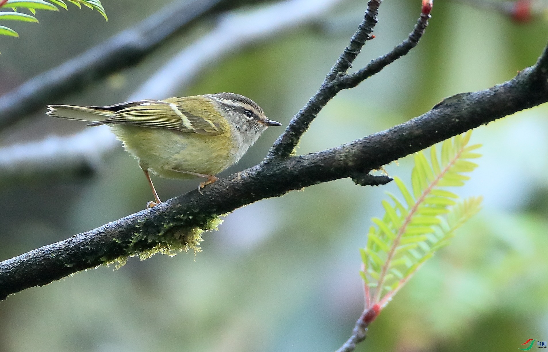 ��ͷ��ݺGray-hooded Warbler