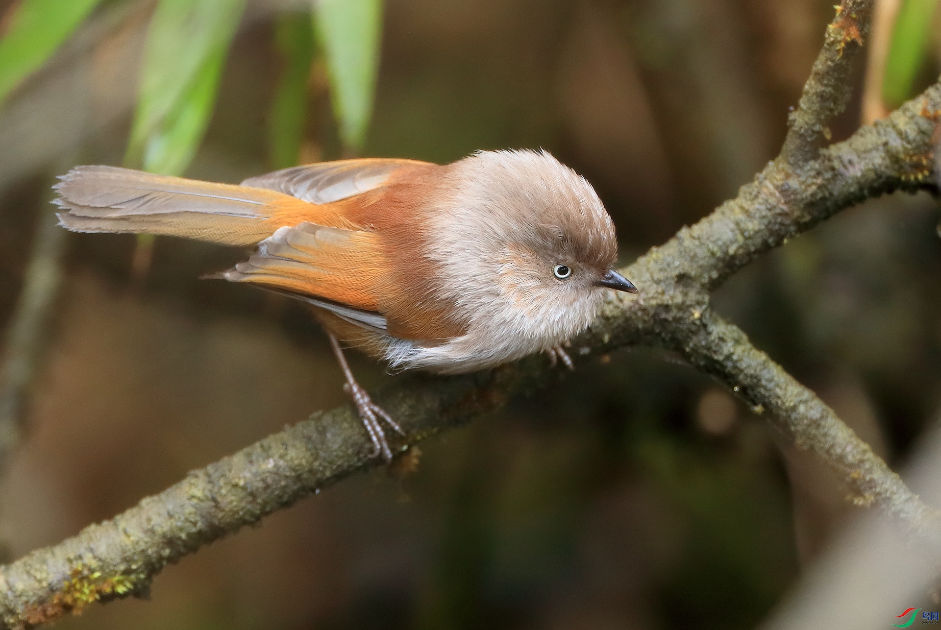 ��ͷȸ��Gray-hooded Fulvetta
