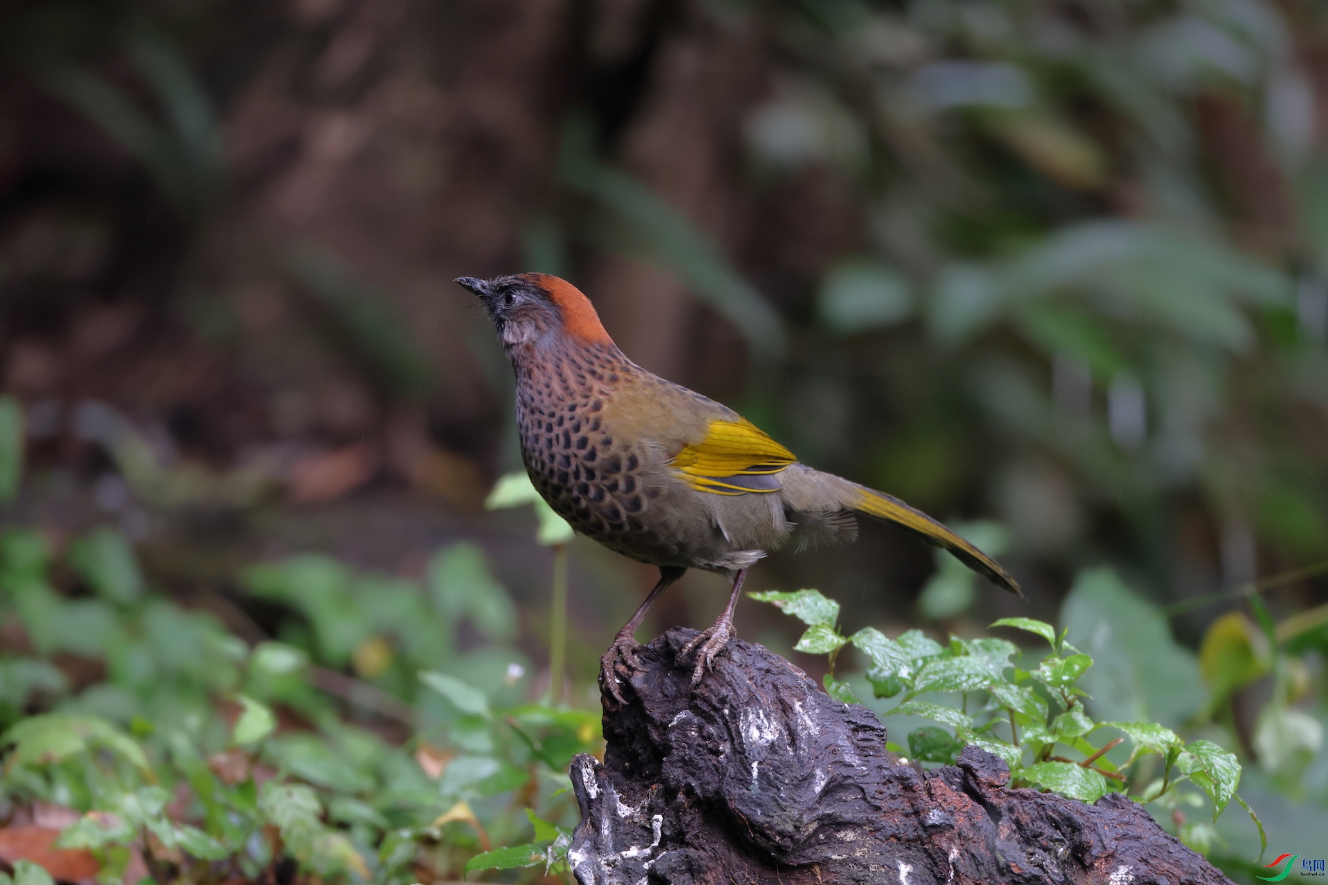 �������Assam Laughingthrush